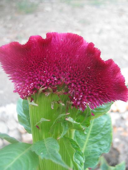 Name:  horoz ibii.JPG
Views: 2726
Size:  42.1 KB
