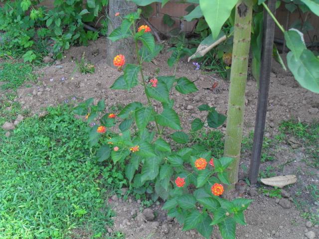 Name:  049.jpg
Views: 597
Size:  69.7 KB
