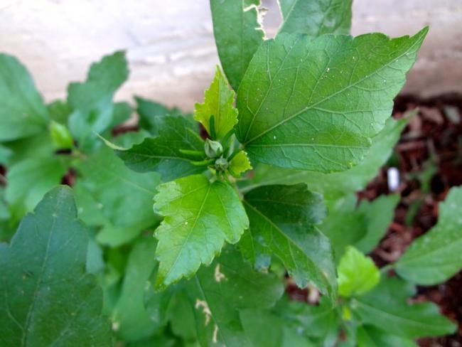 Name:  hibiscus.jpg
Views: 1032
Size:  37.6 KB