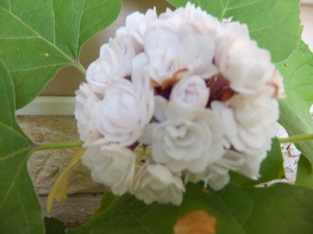 Name:  DSCF4823.jpg
Views: 605
Size:  60.1 KB