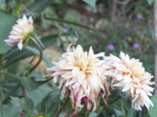 Name:  DSCF4836.jpg
Views: 723
Size:  65.5 KB