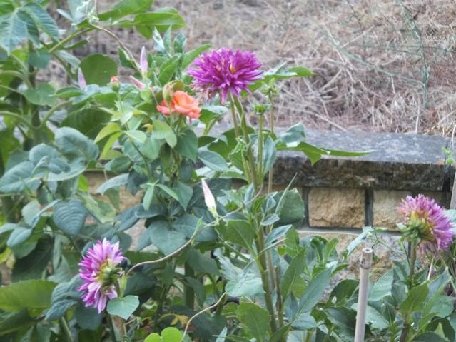 Name:  DSCF4838.jpg
Views: 825
Size:  62.5 KB