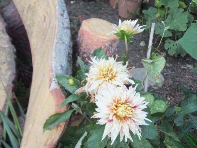 Name:  DSCF4843.jpg
Views: 875
Size:  46.4 KB