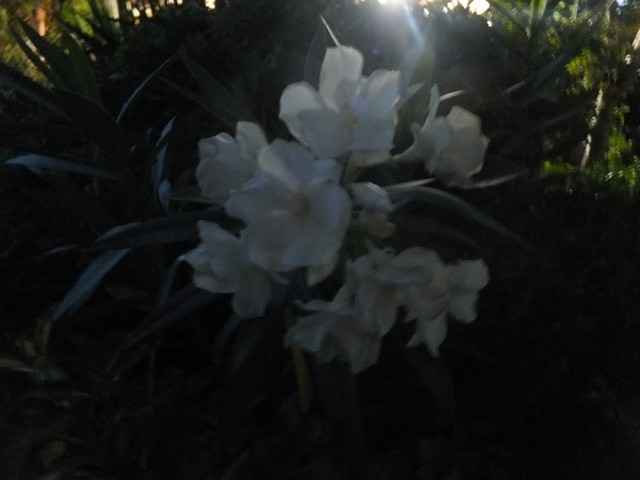 Name:  DSCF4937.jpg
Views: 634
Size:  56.7 KB