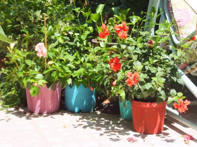Name:  DSCF4944.jpg
Views: 602
Size:  68.7 KB