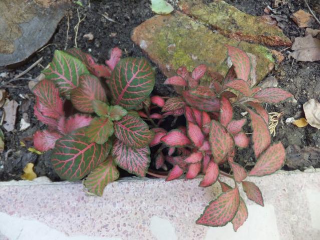 Name:  DSCF4952.jpg
Views: 603
Size:  59.3 KB