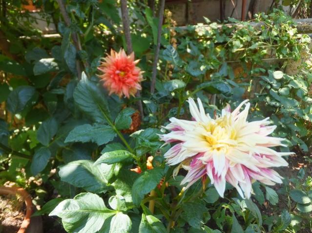 Name:  DSCF4953.jpg
Views: 582
Size:  62.0 KB