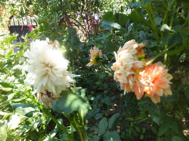 Name:  DSCF4956.jpg
Views: 602
Size:  65.7 KB