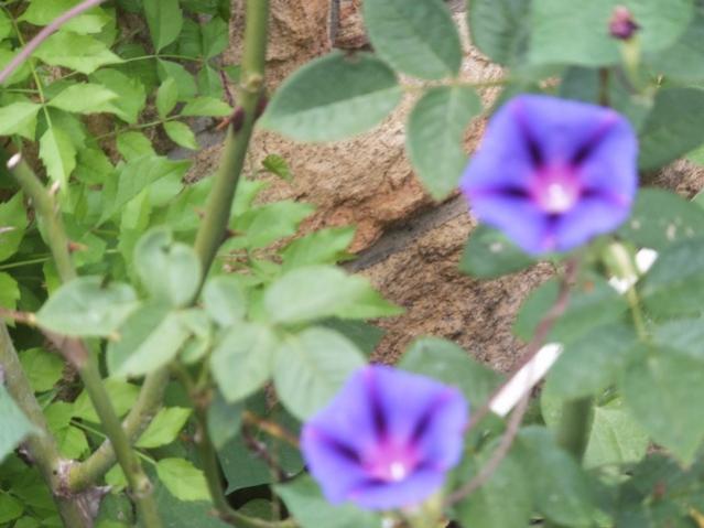 Name:  DSCF4965.jpg
Views: 886
Size:  39.5 KB