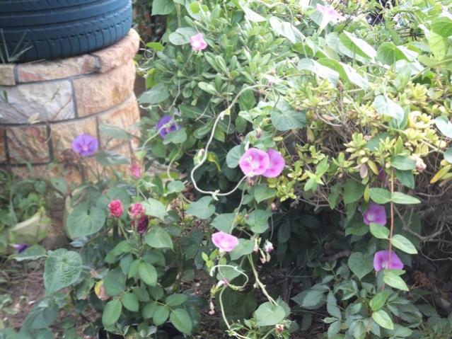 Name:  DSCF4967.jpg
Views: 571
Size:  66.4 KB