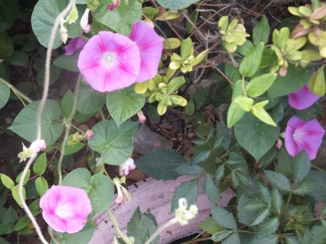 Name:  DSCF4969.jpg
Views: 549
Size:  51.8 KB