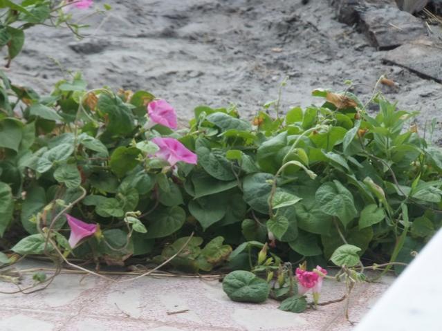 Name:  DSCF4970.jpg
Views: 557
Size:  52.3 KB