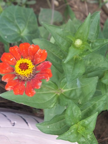 Name:  DSCF4972.jpg
Views: 597
Size:  50.5 KB