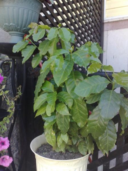 Name:  phppwqXpmAM.jpg
Views: 1023
Size:  43.0 KB