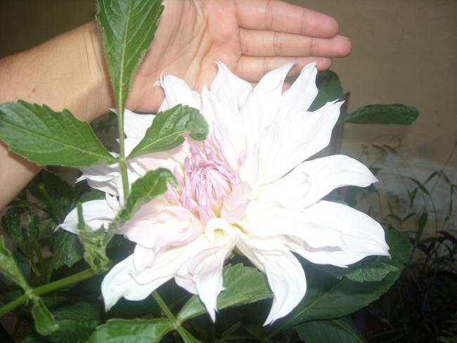 Name:  Resim 4611.jpg
Views: 584
Size:  37.2 KB