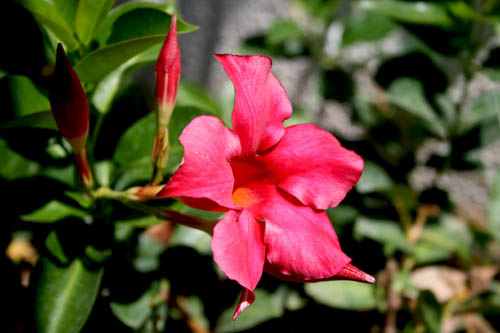 Name:  IMG_9622.jpg
Views: 8575
Size:  53.0 KB