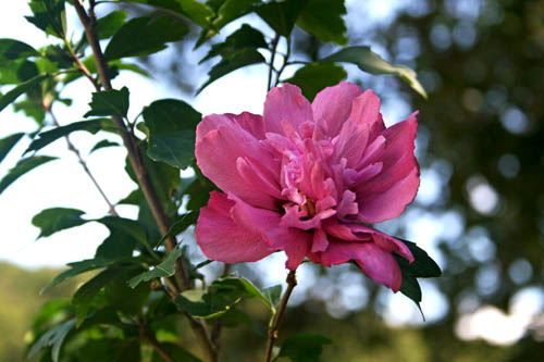 Name:  HATMI.jpg
Views: 8674
Size:  60.2 KB