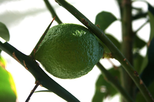 Name:  LIMON.jpg
Views: 7970
Size:  52.0 KB