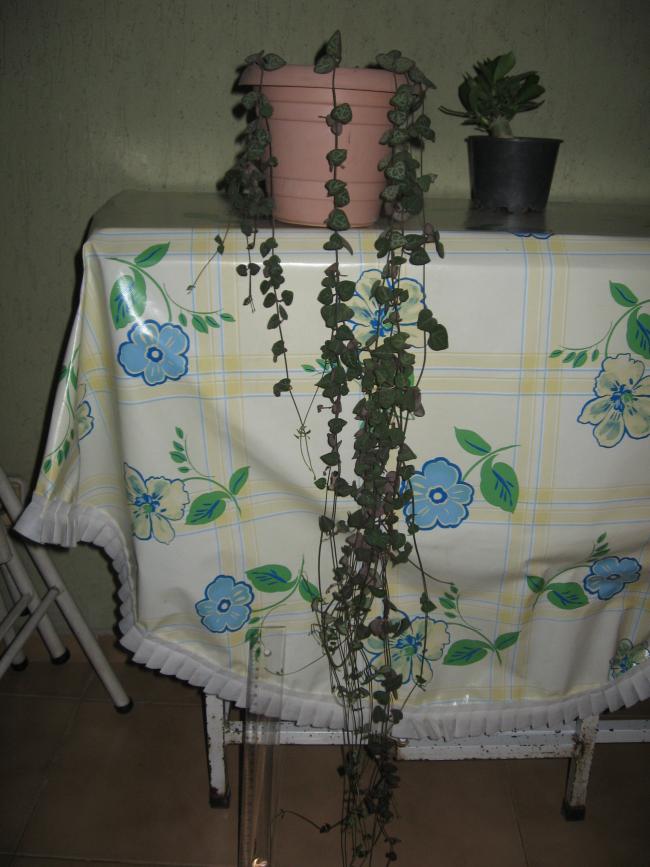 Name:  IMG_2587.jpg
Views: 1075
Size:  67.7 KB