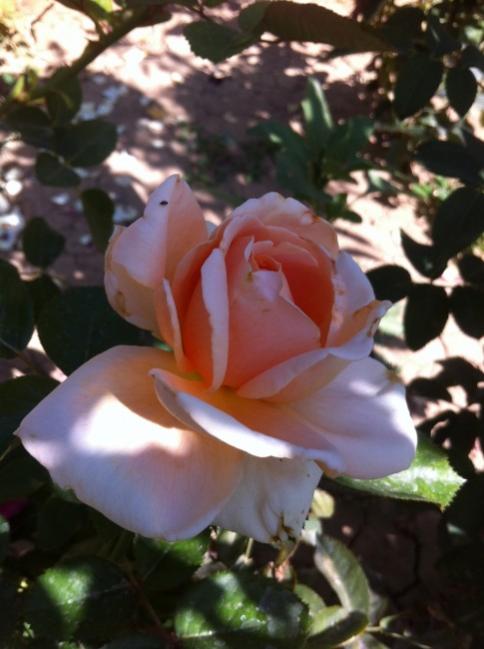 Name:  iphone 010.jpg
Views: 807
Size:  40.7 KB