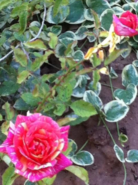 Name:  iphone 014.jpg
Views: 827
Size:  58.8 KB