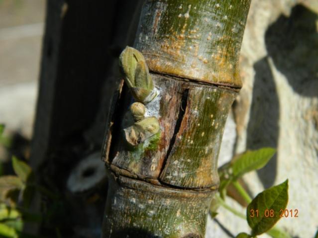 Name:  Resim 075.jpg
Views: 1055
Size:  38.9 KB