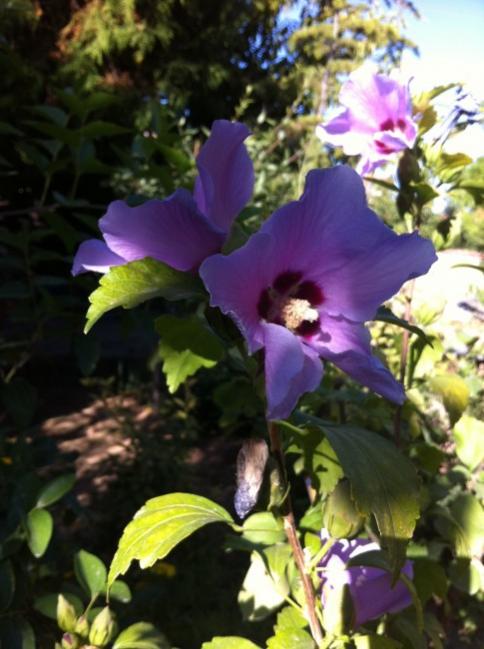 Name:  iphone 022.jpg
Views: 1036
Size:  47.4 KB