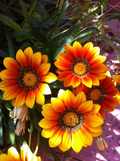Name:  iphone 004.jpg
Views: 1007
Size:  53.9 KB