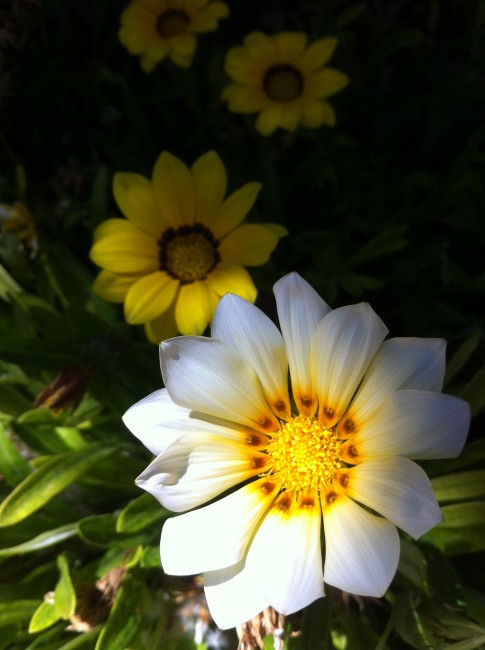 Name:  iphone 006.jpg
Views: 925
Size:  57.2 KB