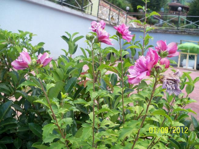 Name:  101_1413.jpg
Views: 1006
Size:  70.2 KB