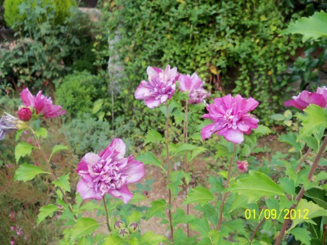 Name:  101_1417.jpg
Views: 996
Size:  64.6 KB