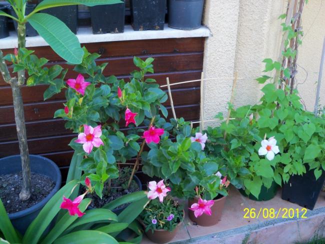 Name:  101_1266.jpg
Views: 1029
Size:  61.1 KB