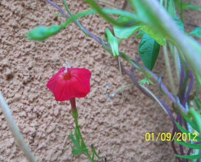 Name:  101_1362.jpg
Views: 974
Size:  55.7 KB