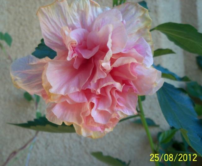 Name:  101_1177.jpg
Views: 723
Size:  37.5 KB