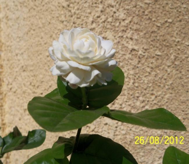 Name:  101_1254.jpg
Views: 840
Size:  47.2 KB