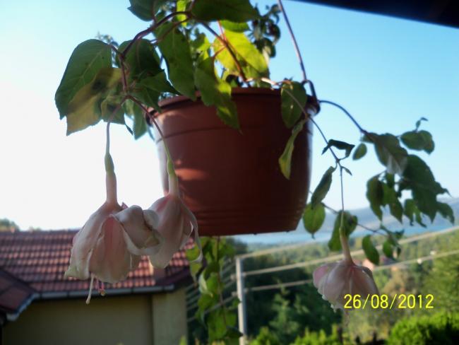 Name:  101_1285.jpg
Views: 876
Size:  37.1 KB