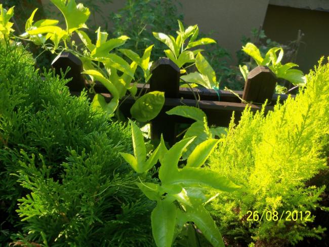 Name:  101_1315.jpg
Views: 706
Size:  69.4 KB