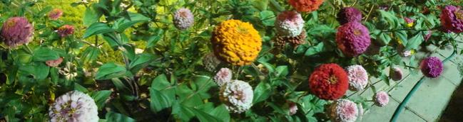 Name:  10x650.jpg
Views: 775
Size:  32.0 KB
