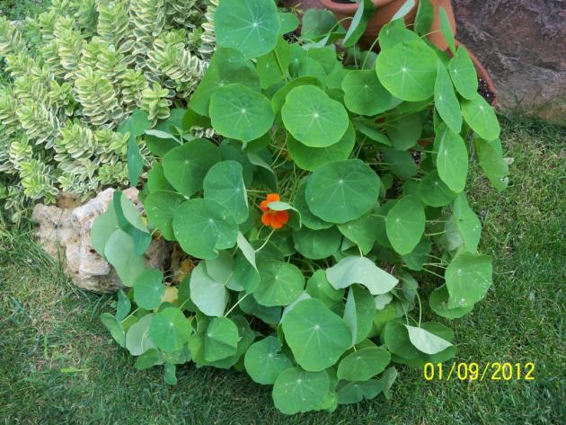 Name:  101_1402.jpg
Views: 724
Size:  71.0 KB