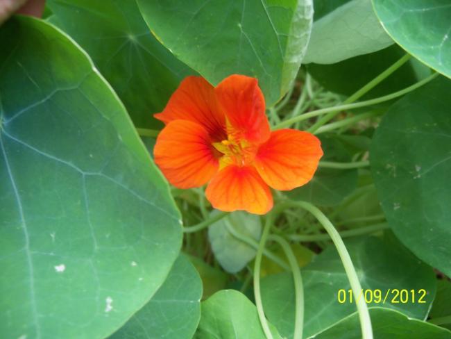 Name:  101_1400.jpg
Views: 699
Size:  32.7 KB