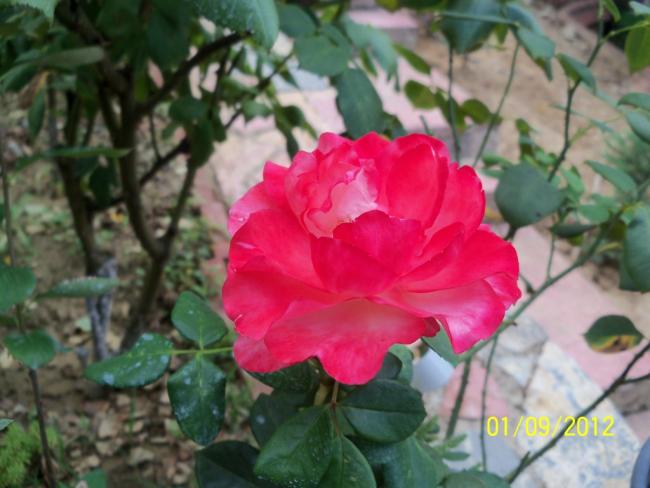 Name:  101_1407.jpg
Views: 684
Size:  43.3 KB