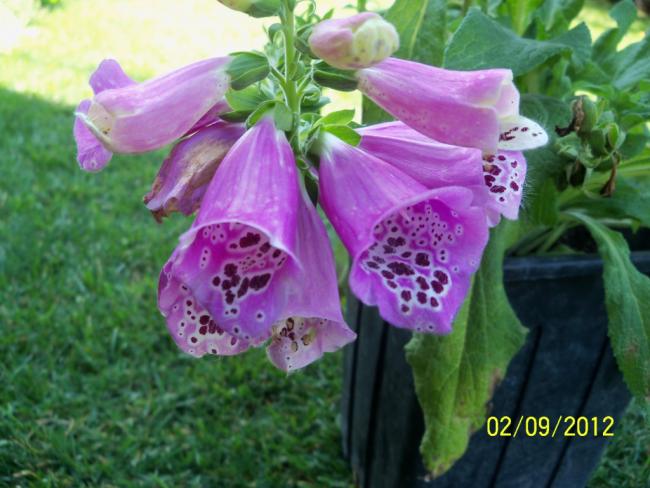 Name:  101_1552.jpg
Views: 691
Size:  48.5 KB
