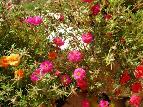 Name:  IMG_7498.jpg
Views: 984
Size:  73.0 KB