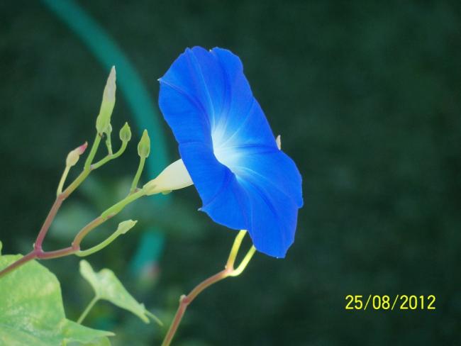 Name:  101_1147.jpg
Views: 671
Size:  25.2 KB