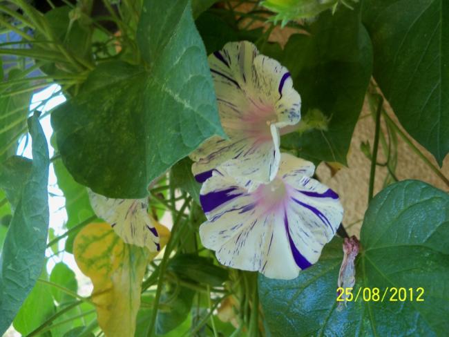 Name:  101_1156.jpg
Views: 657
Size:  45.8 KB