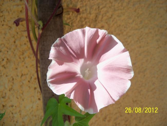 Name:  101_1244.jpg
Views: 637
Size:  34.1 KB