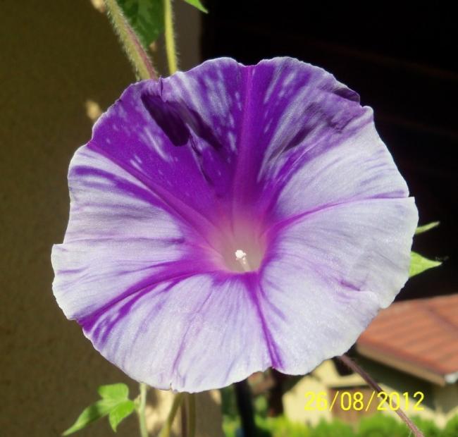 Name:  101_1247.jpg
Views: 632
Size:  43.6 KB