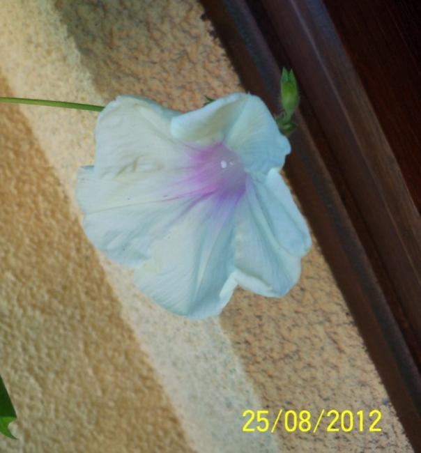 Name:  101_1159.jpg
Views: 622
Size:  38.7 KB