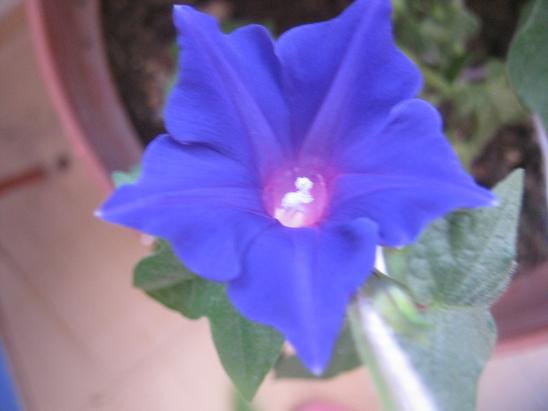 Name:  sabah s 1.JPG
Views: 943
Size:  33.1 KB