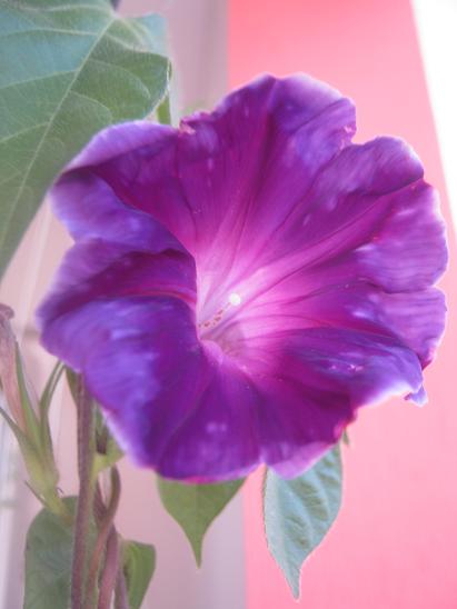 Name:  sabah s.1.JPG
Views: 954
Size:  30.2 KB